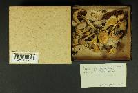Inocybe geophylla var. lilacina image