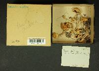 Inocybe whitei image