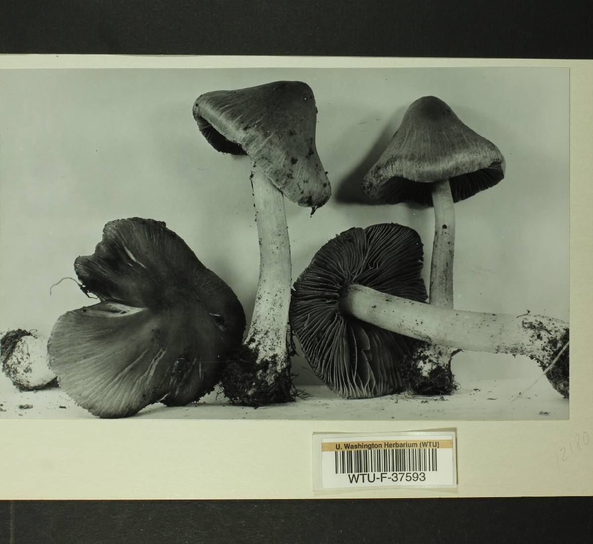 Inocybe laetior image