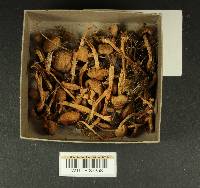 Inocybe cinnamomea image