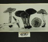 Inocybe olympiana image