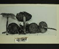 Inocybe lacera image