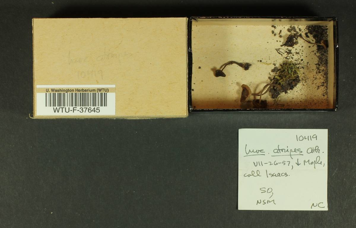 Inocybe atripes image