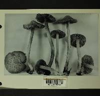 Inocybe picrosma image