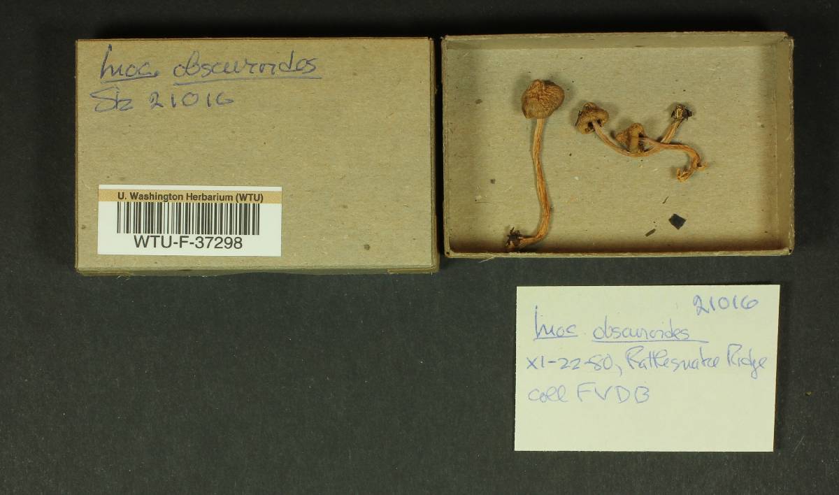 Inocybe obscuroides image