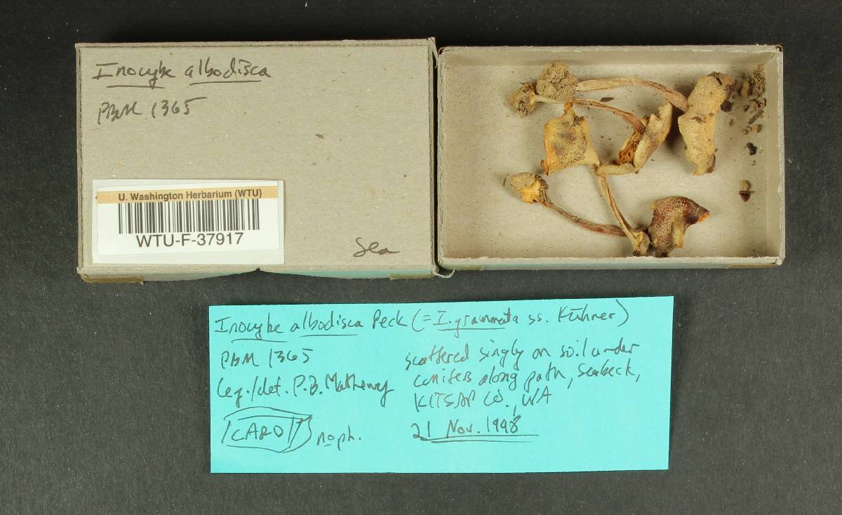 Inocybe albodisca image