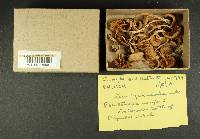 Inocybe subdestricta image