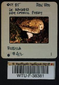 Russula benwooii image