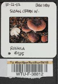 Russula viridofusca image