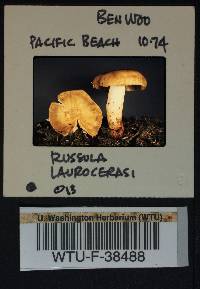 Russula laurocerasi image