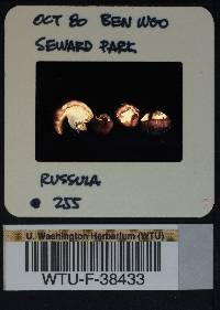 Russula obscurozelleri image