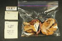 Russula obscurozelleri image
