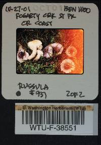 Russula zelleri image