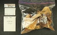 Russula benwooii image