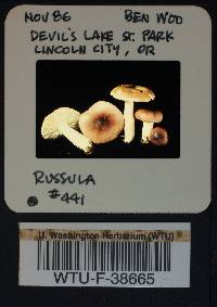 Russula parapallens image