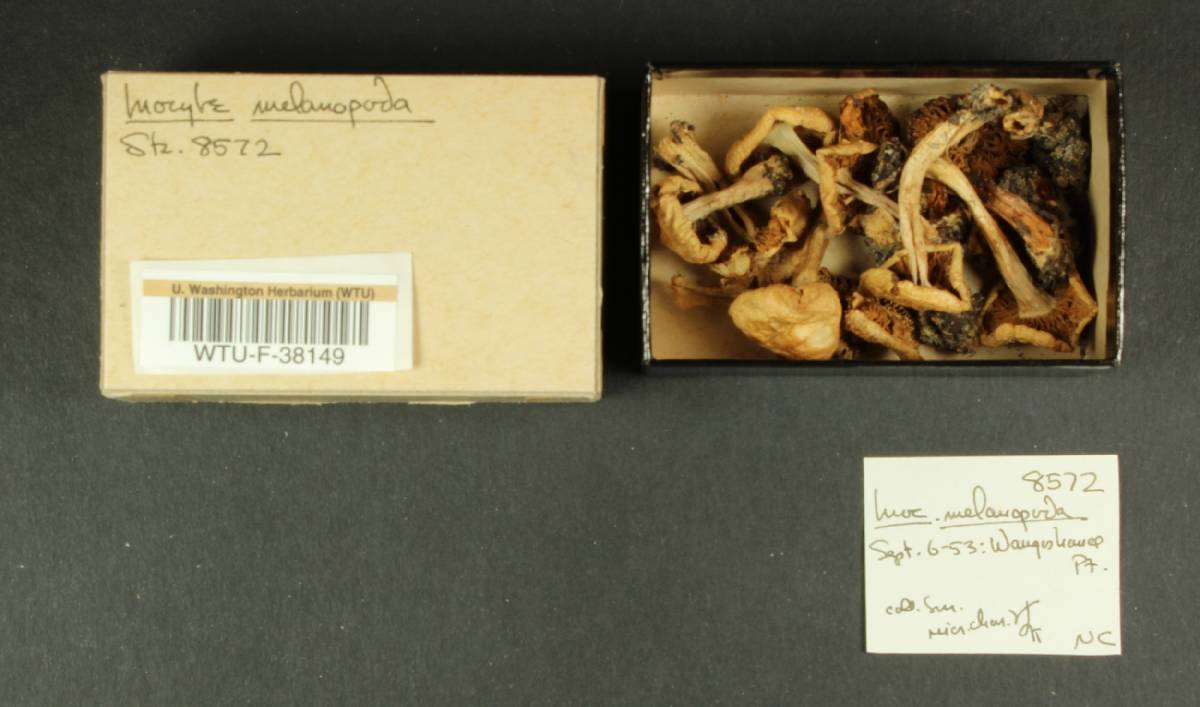 Inocybe melanopoda image
