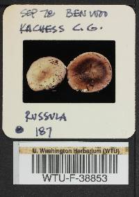 Russula benwooii image