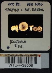 Russula versicolor image