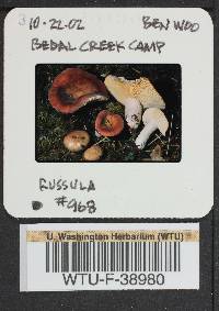 Russula mordax image