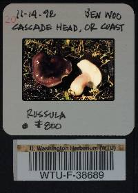 Russula queletii image