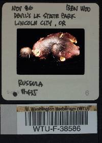 Russula queletii image