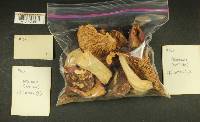 Russula obscurozelleri image