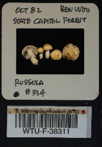 Russula montana image