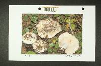 Russula cascadensis image