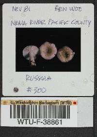 Russula phoenicea image