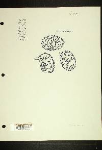 Russula placita image