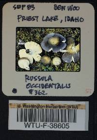 Russula benwooii image