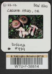 Russula queletii image