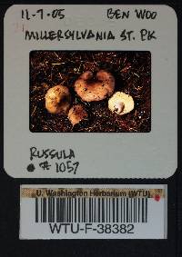 Russula obscurozelleri image