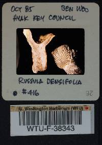 Russula densifolia image