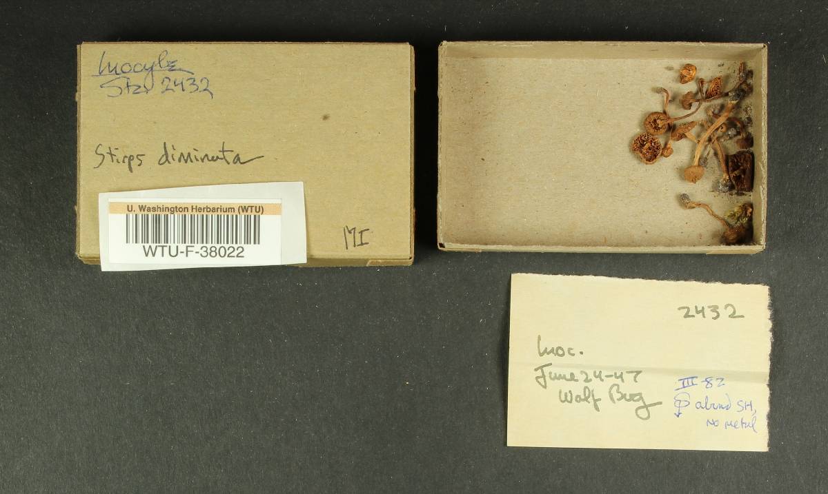 Inocybe diminuta image