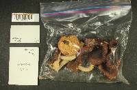 Russula obscurozelleri image