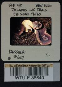 Russula viridofusca image