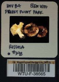 Russula obscurozelleri image
