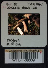 Russula queletii image