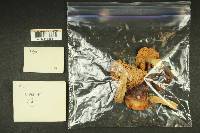 Russula hypofragilis image