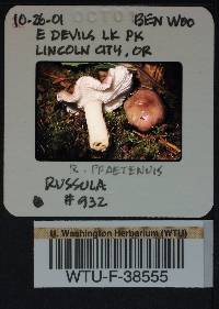 Russula phoenicea image