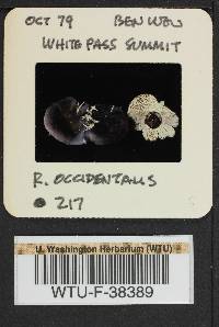 Russula occidentalis image
