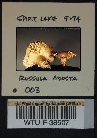 Russula mustelina image