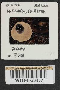 Russula densifolia image