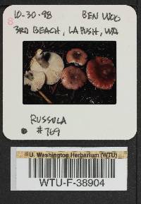 Russula parapallens image