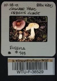 Russula zelleri image