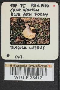 Russula olivina image