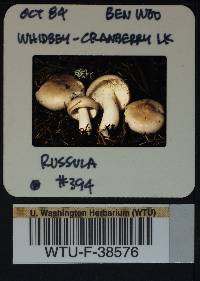 Russula stuntzii image