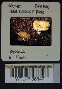 Russula mordax image