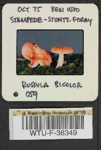 Russula bicolor image